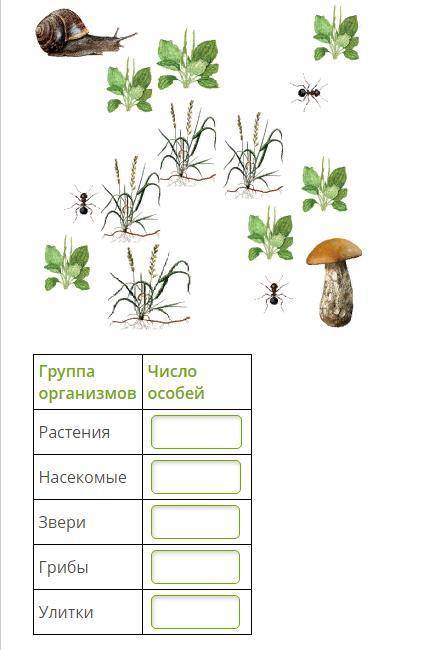 Особей растений. Животные это звери насекомые растения грибы. Какие растения растут на пробной площадке. Рассмотрите пробную площадку на лужайке и внеси данные в таблицу. Какие животные встречаются на пробной площадке.