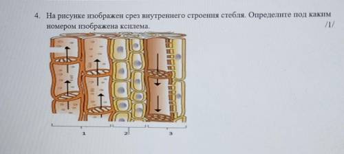 Под каким номером изображена. Изображенный срез на рисунке отражает строение. На рисунке изображены срезы головы с помощью. Какой срез изображен на рисунке 23. Определите под каким номером изображены супоросная коробочка.