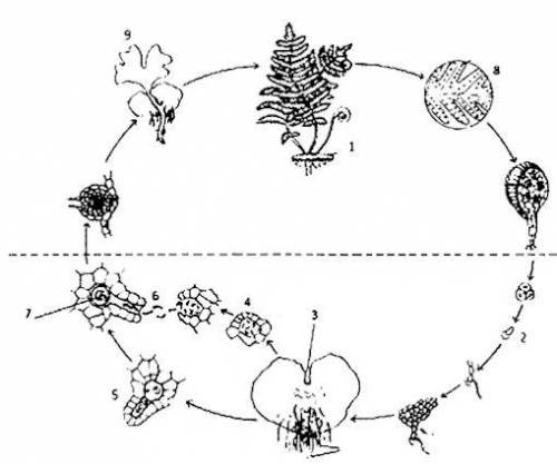 На рисунке изображен жизненный цикл папоротника напишите