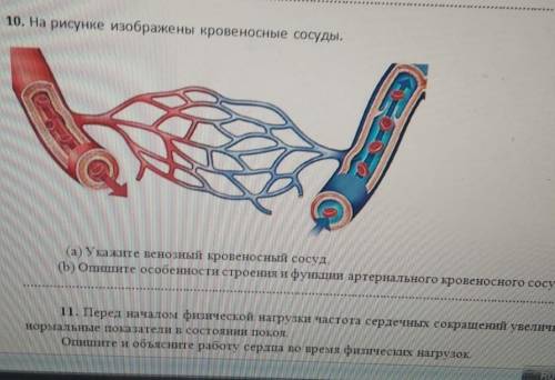 На рисунке изображен фрагмент кровеносного капилляра какой процесс протекает в этот момент в сосуде