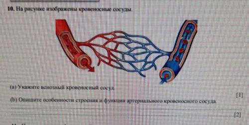 Кровеносные сосуды черви