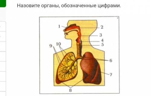 Назовите органы обозначенные на рисунке цифрами. Назови органы обозначенные цифрами. Биология органы и назовите. Назовите органы я. Органом называют.