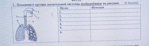 Какую функцию выполняет изображенный на рисунке орган