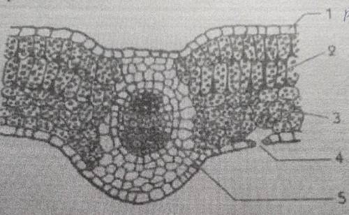 На рисунке изображено внутреннее строение листа. Подпишите части листа обозначенные цифрами. Строение листа. Под цифрой 2 изображено:. Клеточное строение листа фото. На рисунке изображено строение листа под цифрой 2 изображено.
