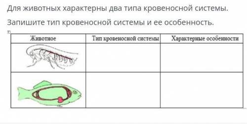 Для животных характерны. Тип плоскости характерен для животного. Какая кровеносная система характерна для Тритона. Кровеносная система Беззубика.