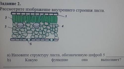 Тест строение листьев. Какую функцию выполняет данная изображенная структура листа.