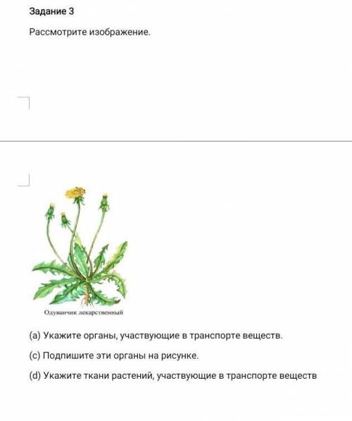 Рассмотрите рисунок и укажите органы. Рассмотрите изображение. Органы растений участвующие в транспорте. Органы участвующие в транспорте веществ у растений. Органы растений участвующие в транспорте восходящие.