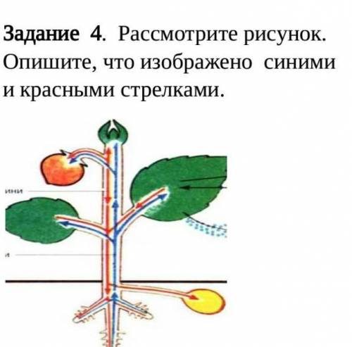 Рассмотрите рисунки 1 4 на которых изображены некоторые этапы пересадки молодого растения как на