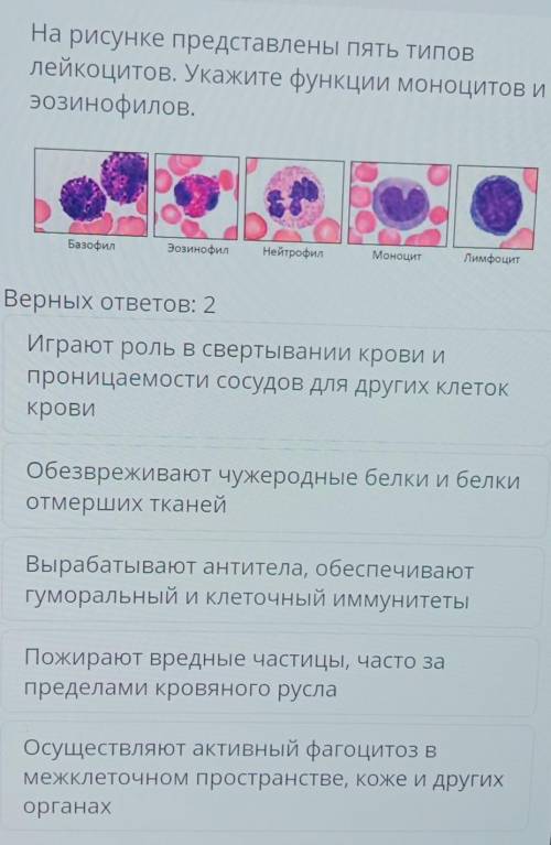 Относительное количество моноцитов mon. Эозинофилы строение и функции. Эозинофилы норма у детей. Функции эозинофилов в крови. Пять типов лейкоцитов.