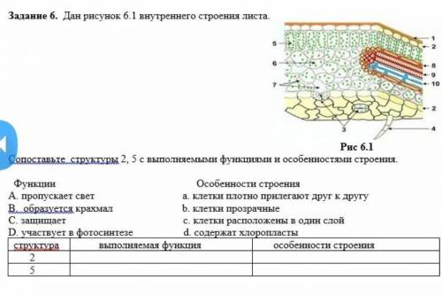 Рассмотрите рисунки 14 и 15 сопоставьте строение. Сопоставьте структуры обозначенные цифрами Гас ральная птьость.