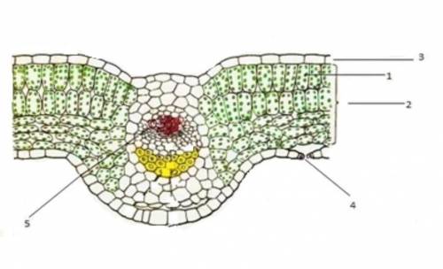 На рисунке изображен поперечный срез листа выполнив лабораторную работу клеточное строение листа
