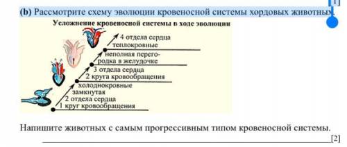 Составьте схему эволюции хордовых