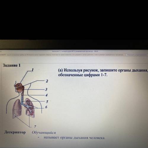 Рассмотрите рисунок напишите названия органов дыхания обозначенных цифрами