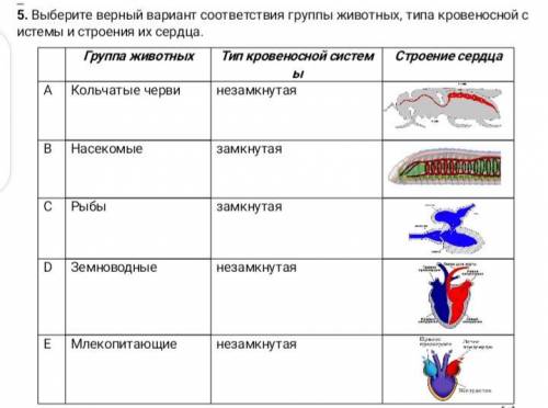 Сравните между собой рисунки кровеносной системы у разных животных отметьте у них черты сходства