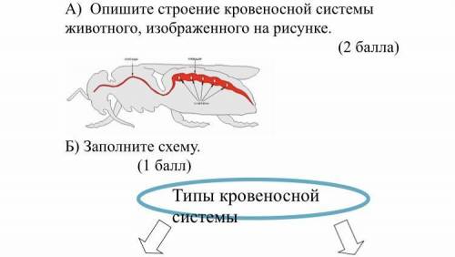 К какому типу относят животных схема строения кровеносной системы которых изображена на рисунке