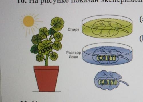Опыт изображенный на рисунке служит доказательством фотосинтез