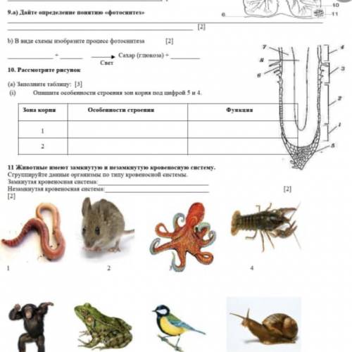 Биология рассмотрите рисунок. Рассмотрите рисунок и заполните таблицу. Рассмотрите рисунок 3 и заполните таблицу. Рассмотрите рисунок и заполните таблицу биология 6 класс. Рассмотри изображение животных и заполни таблицу 3.