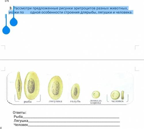 Внимательно рассмотрите предложенные рисунки химия. Рассмотрите предложенные иллюстрации. Решу ОГЭ биология 9 класс 2021 посмотрите на изображение эритроцитов.