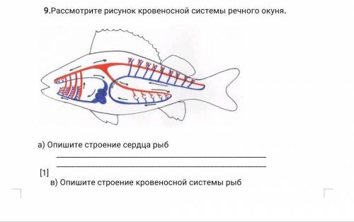 Кровеносная система рыб картинка