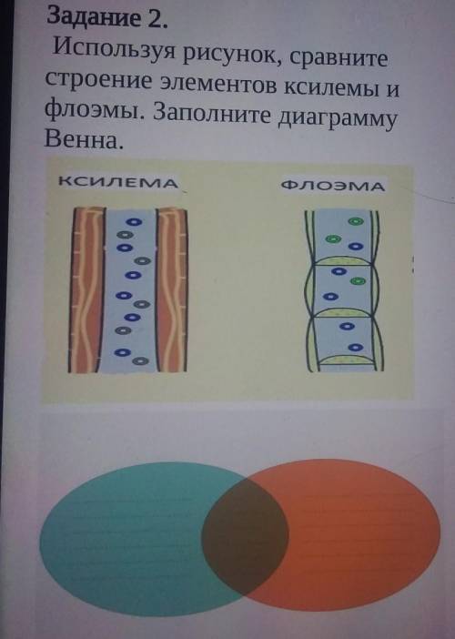 Сравните иллюстрацию. Используя рисунок сравните строение элементов ксилемы и флоэмы. Используя рисунок Сравни. Сопоставить иллюстрацию с фрагментом. Сопоставить рисунок м фото.