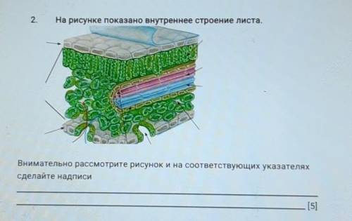 На рисунке изображено строение листа под цифрой 1 изображено