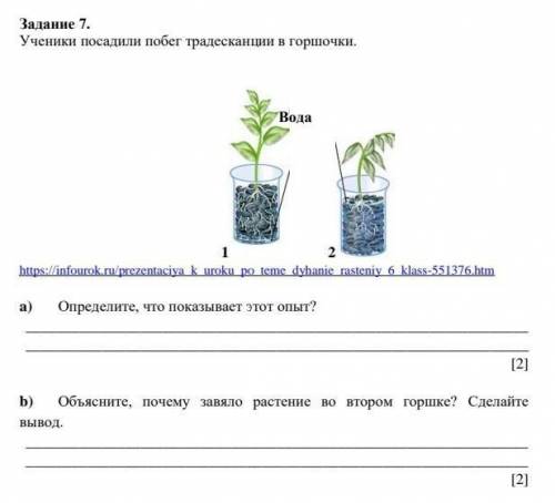 Рассмотрите рисунок 74 объясните почему растение во второй банке погибло