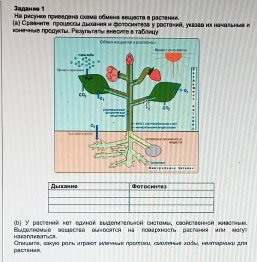 В процессе обмена веществ растение ответ. Процесс обмена веществ у растений. Схема процесса дыхания растения. Схема обмена веществ у растений. Схема процесса обмена веществ у растений.