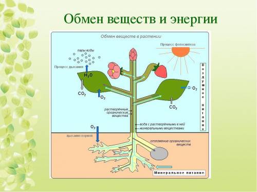 Фотосинтез и дыхание картинки