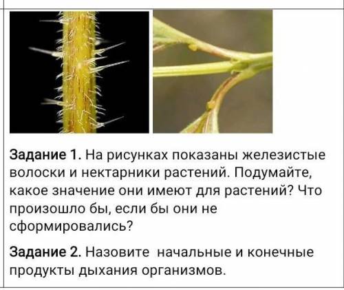 Какую функцию выполняют волоски у растений