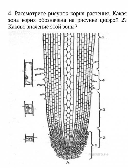 Какие зоны корня обозначены на рисунке - 92 фото