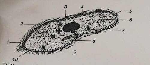 Покажите рисунок обозначенный на рисунке 1. Подпишите структуры указанные цифрами 1 2. Укажи цифру, которой обозначена подошва.. Euplotes рисунок с подписями. Рассмотрите рисунок и подпишите что обозначено цифрами 1-6.