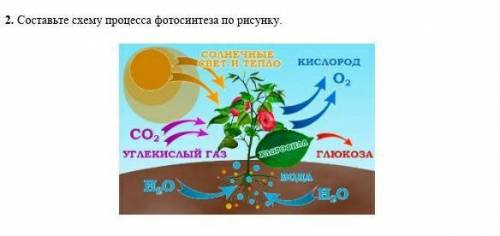 Биология схема фотосинтеза