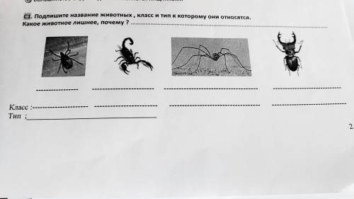 Как называется это животное подпиши рисунок