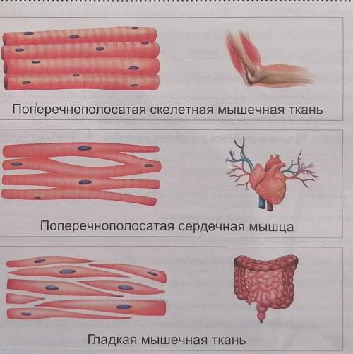 Особенности поперечно полосатой сердечной мышечной ткани