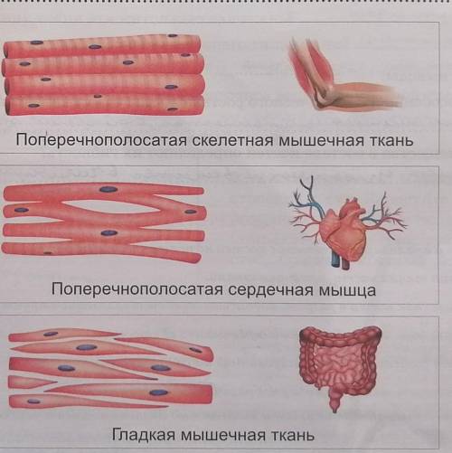 Поперечно полосатая сердечная образует. Поперечно-полосатая сердечная мышечная ткань. Сколько ядер в сердечной мышечной. Сколько ядер содержится в среднем в каждом волокне. Поперечно полосатая сколько ядер.