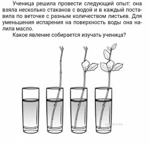 Следующий опыт. Опыт с веточкой в стакане с водой. Ученица решила провести следующий опыт. Какое явление собирается изучать ученица?. Ветка в стакане с водой рисунок.