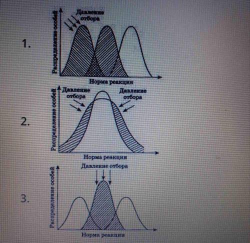 Назовите формы естественного отбора изображенные на диаграммах