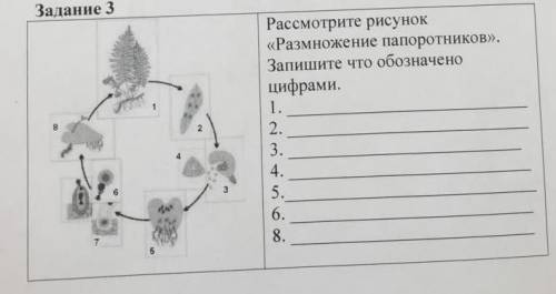 Рассмотрите рисунок напишите название внутренних органов кролика обозначенных цифрами