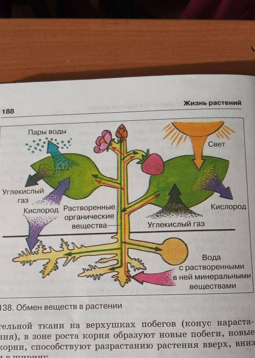 Рассмотрите рисунок показывающий обмен веществ в растении укажите какими цифрами на рисунке ответы