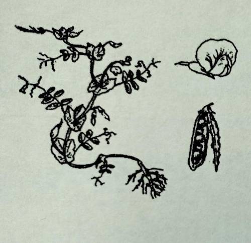 Растение какого семейства изображено на рисунке