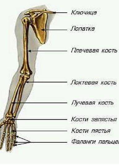 Выберите три верно обозначенные подписи к рисунку строение верхних конечностей