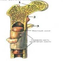 Какие структуры кости взрослого человека обозначены на рисунке цифрами 1 и 2 чем заполнены