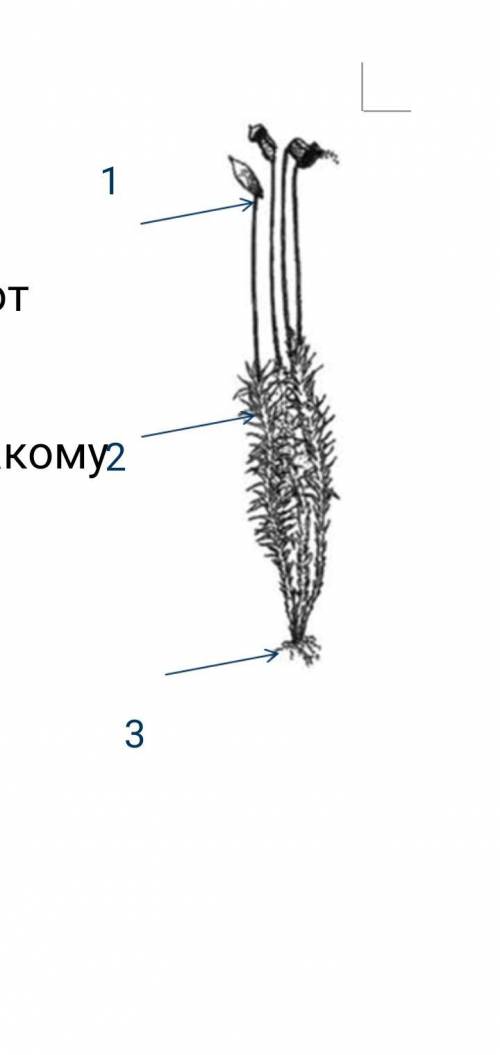 Подпишите что обозначено на рисунке цифрами мхи