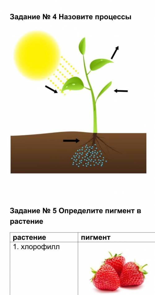 Какой орган растения выполняет функцию фотосинтеза. Приспособление к фотосинтезу. Приспособление растений к фотосинтезу. Приспособленность растений к фотосинтезу. Процесс фотосинтеза у растений 6 класс.
