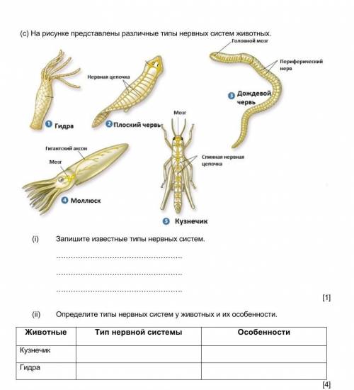 Назовите типы и виды животных нервные системы которых показаны на рисунке чем