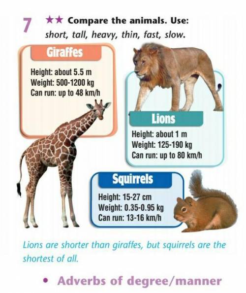 Giraffes are tall than elephants. Giraffes are very Tall animals. Giraffes are than Lions. The Giraffe is Tallest than the Elephant. Lion перевод на русский.