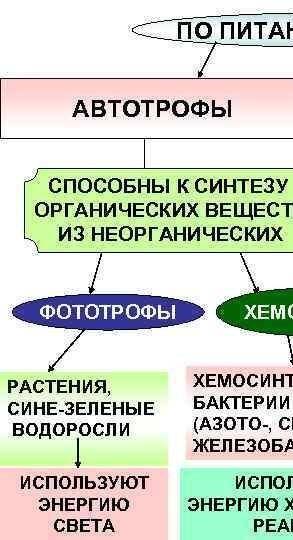 Укажи автотрофные организмы. Автотрофный Тип питания. Автотрофное питание водорослей. Автотрофный Тип обмена веществ. Способна к автотрофному питанию.