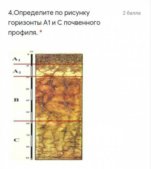 Какой из почвенных горизонтов обозначен на схеме оранжевым цветом