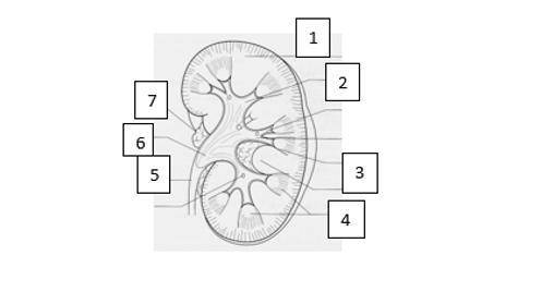 Какая структурная единица почки изображена на рисунке что обозначено цифрой 5
