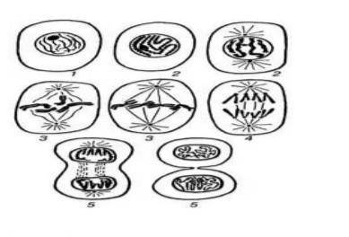 Какое деление изображено. Показать в картинках деление клетки. Аппликация деление клетки 5 класс. Тип деления пи. Какое клеточное деление показано на рисунке с.